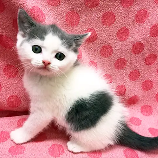 ブリティッシュショートヘア