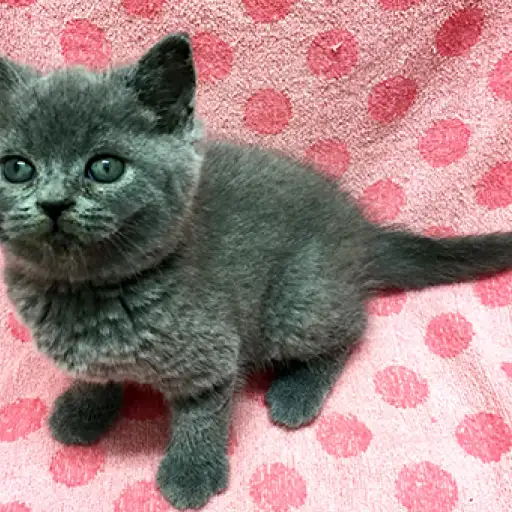 ブリティッシュショートヘア