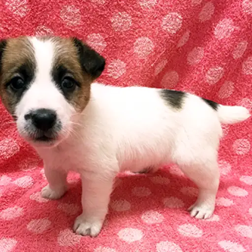 ジャックラッセルテリア