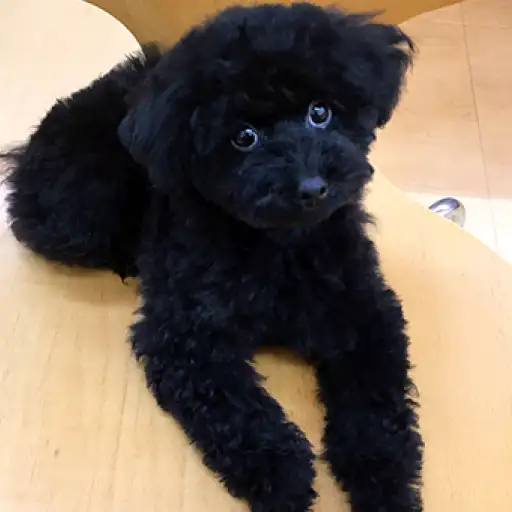 トイ・プードル