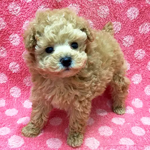 トイ・プードル