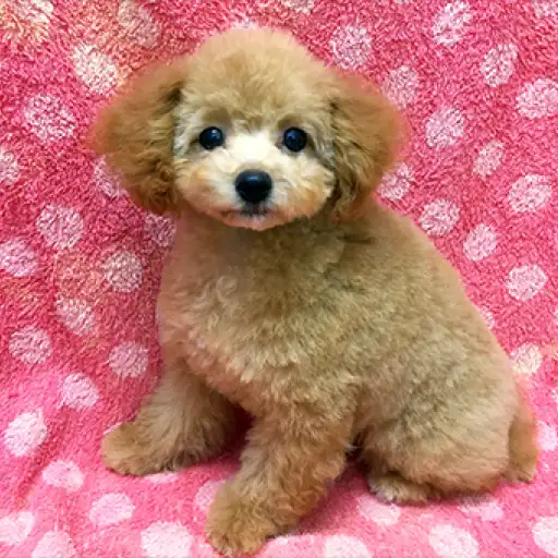 トイ・プードル