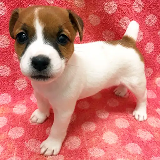 ジャックラッセルテリア