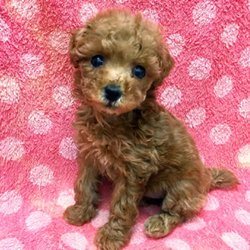 トイ・プードル