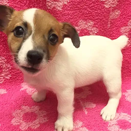 ジャックラッセルテリア