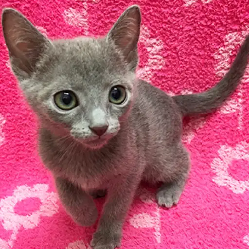 ロシアンブルー