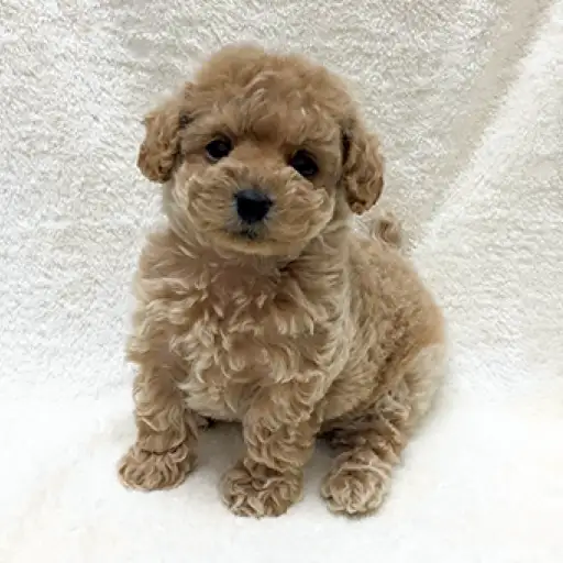 トイ・プードル