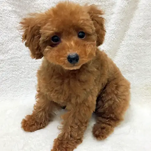 トイ・プードル