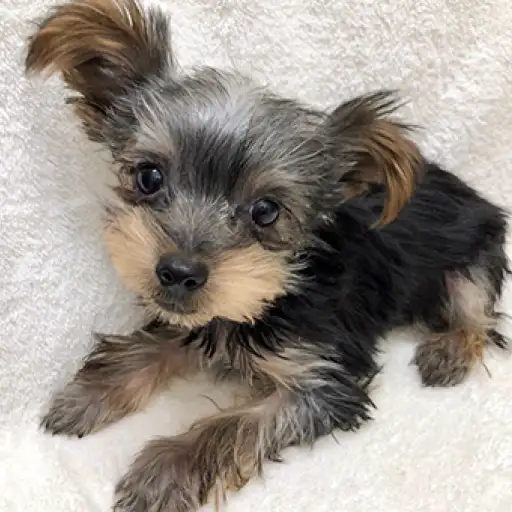 ヨークシャーテリア