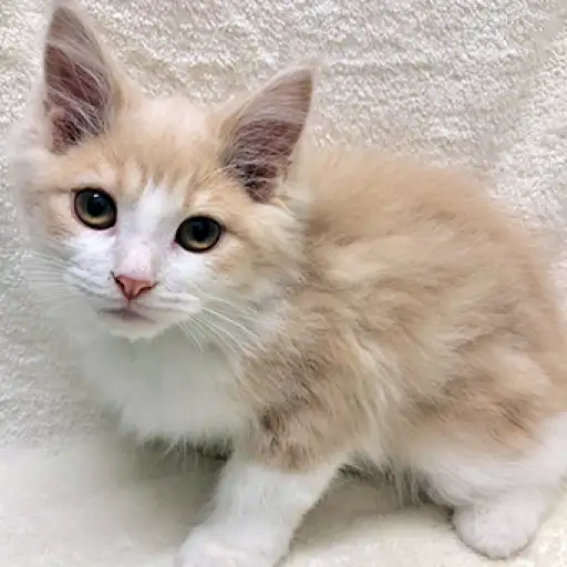 ノルウェージャンフォレストキャット