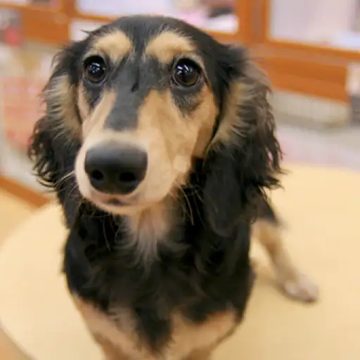 ミニチュア・ダックスフント