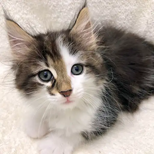 ノルウェージャンフォレストキャット