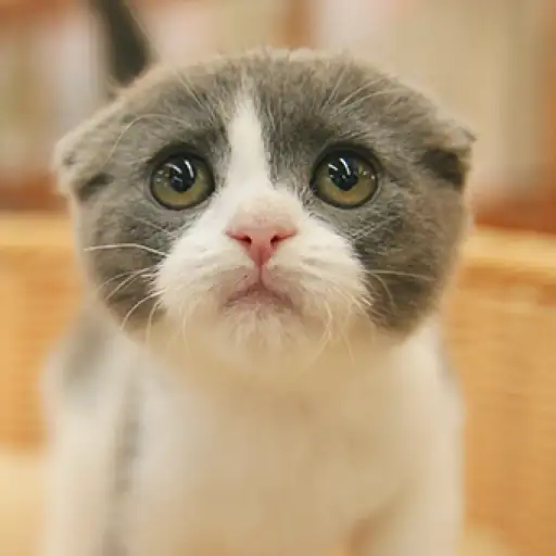 スコティッシュフォールド