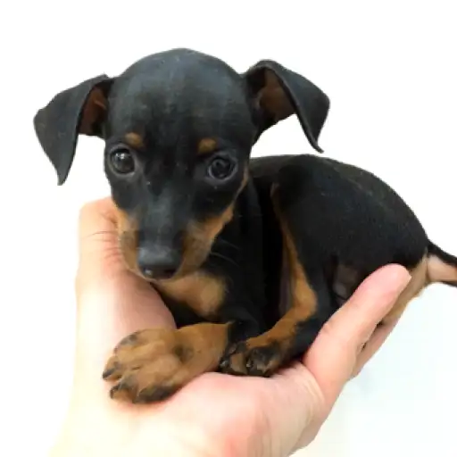 ミニチュア・ピンシャー