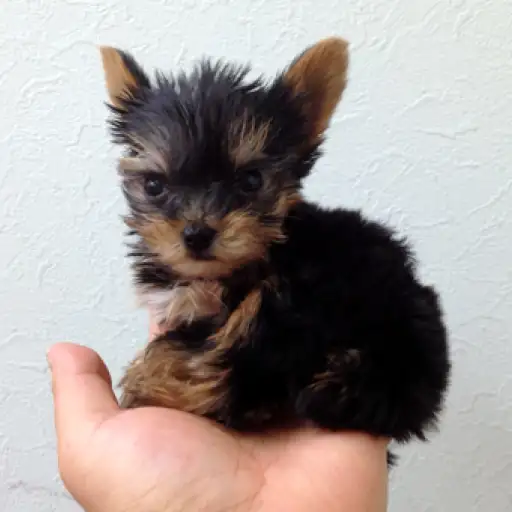 ヨークシャーテリア