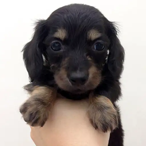 カニンヘン・ダックスフント