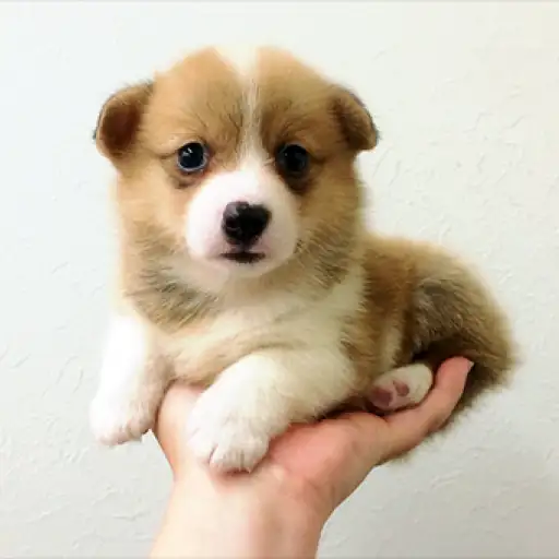 ウェルシュコーギーペンブローク