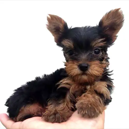 ヨークシャーテリア