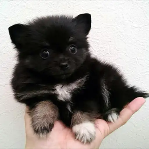 MIX（チワワ×ポメラニアン）