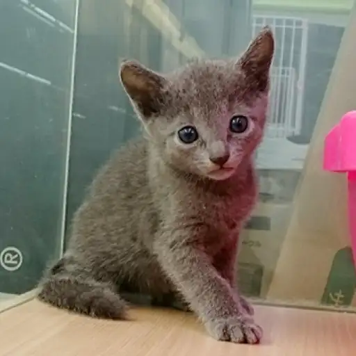 ロシアンブルー