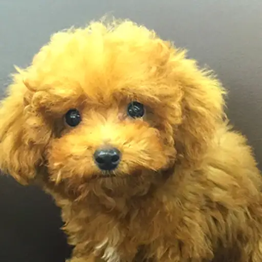 トイ・プードル