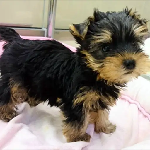 ヨークシャーテリア