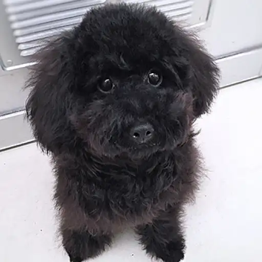 トイ・プードル