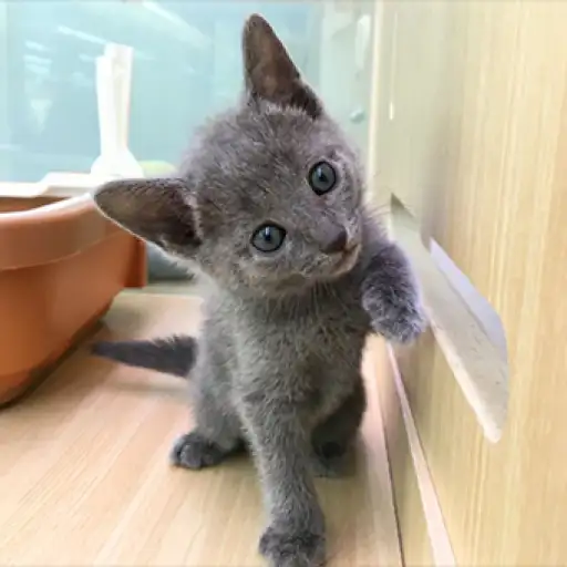 ロシアンブルー