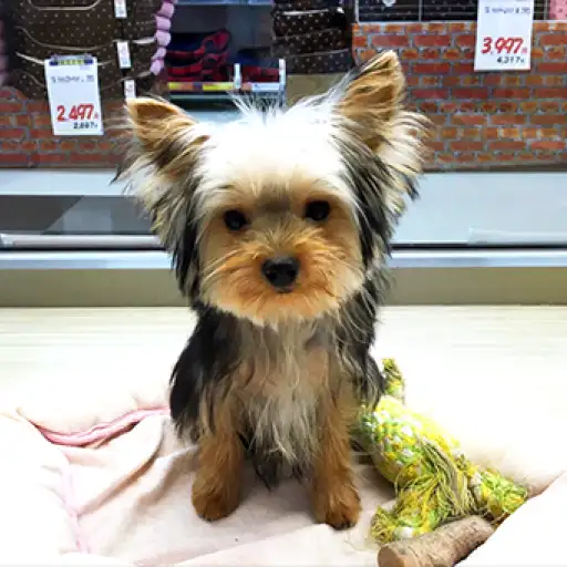 ヨークシャーテリア