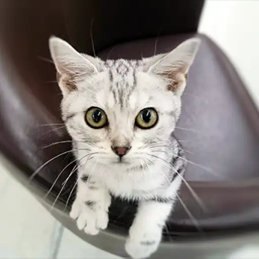 アメリカンショートヘア