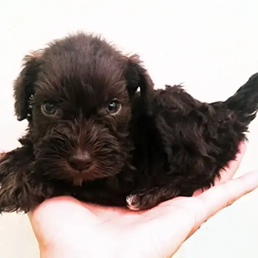 ミニチュア・シュナウザー