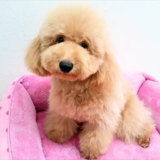 トイ・プードル