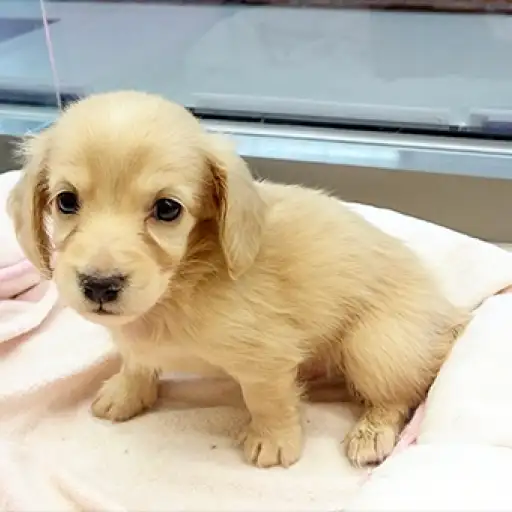 ミニチュア・ダックスフント