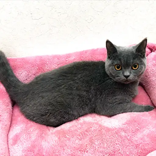 ブリティッシュショートヘア