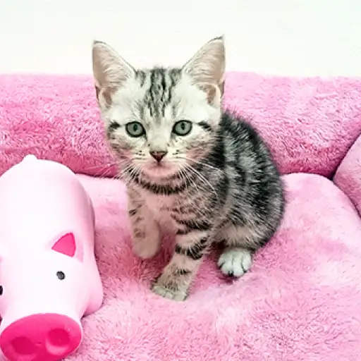 アメリカンショートヘア