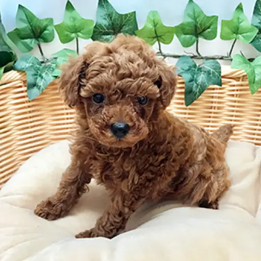 トイ・プードル