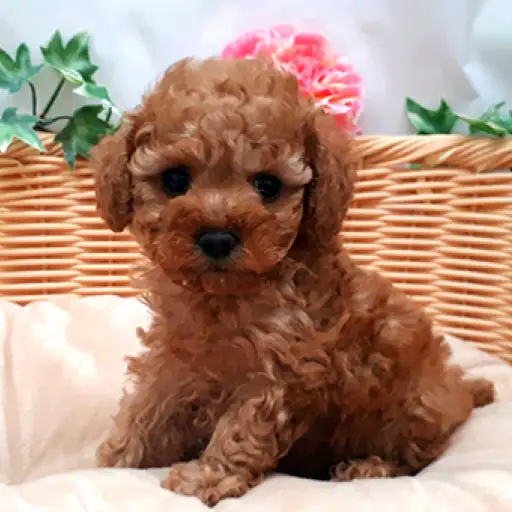 トイ・プードル