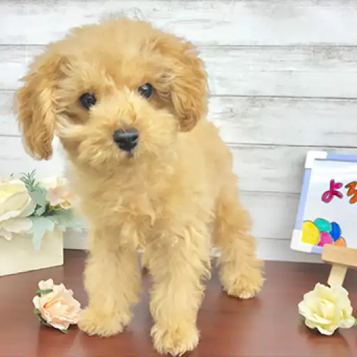 トイ・プードル