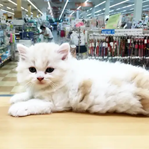 スコティッシュフォールド