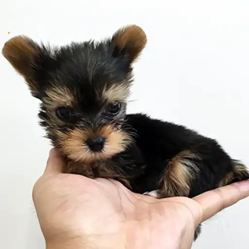 ヨークシャーテリア