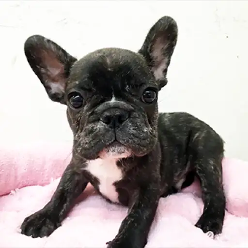 フレンチブルドッグ