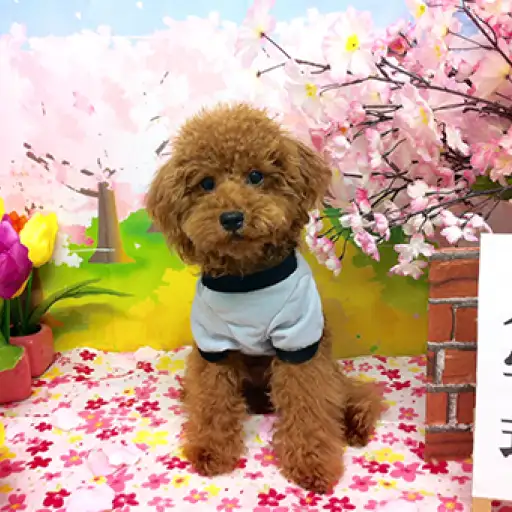 トイ・プードル