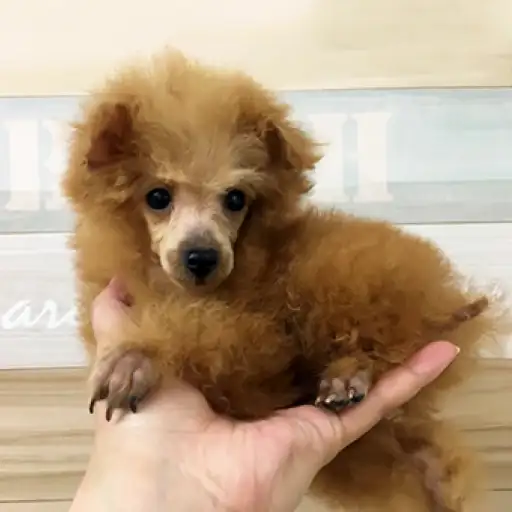 トイ・プードル