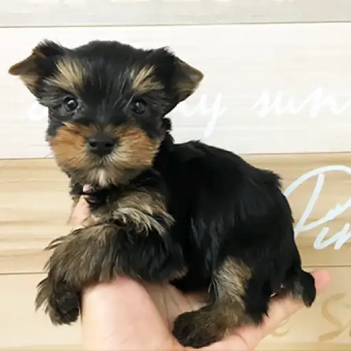 ヨークシャーテリア