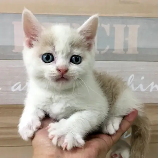 ブリティッシュショートヘア