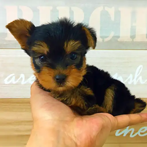 ヨークシャーテリア