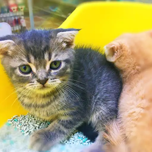 スコティッシュフォールド