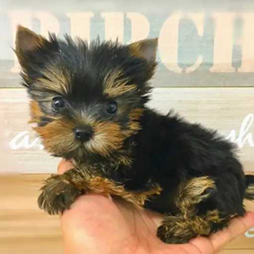 ヨークシャーテリア