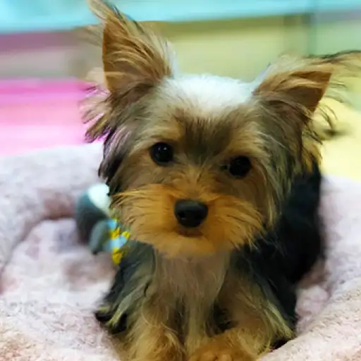 ヨークシャーテリア