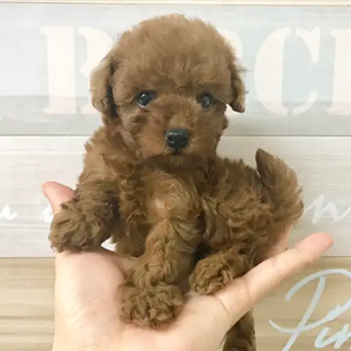 トイ・プードル